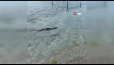 Nesli tükenmekte olan su samuru Silivri'de görüldü
