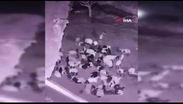 Ahıra giren kurt sürüye saldırdı! O anlar kameralara yansıdı...