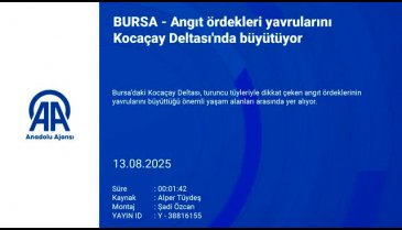Bursa'da ailece yaşayan ördekler görenleri şaşırttı