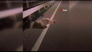 Bursa'da otomobil ayıya çarptı! Ayı oracıkta can verdi