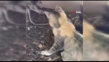 Yavru kediler yılanı maymuna çevirdi!