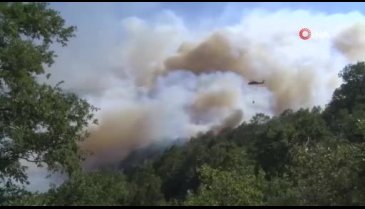 Kocaeli'deki orman yangınına havadan ve karadan müdahale ediliyor