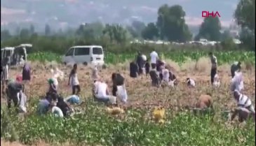 Çuval çuval doldurdular! Bursa'da satamadı bedavaya dağıttı