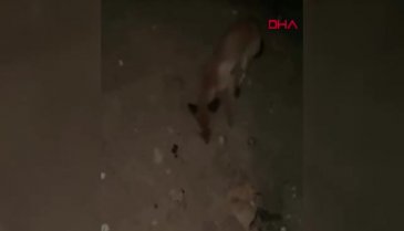 Bursa yollarında sürpriz misafir!