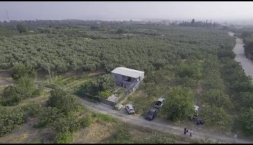 "Nilüfer'de incir hasadı başladı"