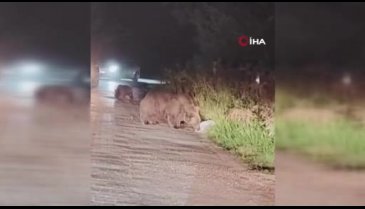 Bursa Uludağ'da aç kalan ayı ailesi yola indi
