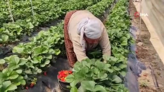 Bursa Da Ilek I Isinin G Nl K Yevmiyesi Belli Oldu Bursadabugun