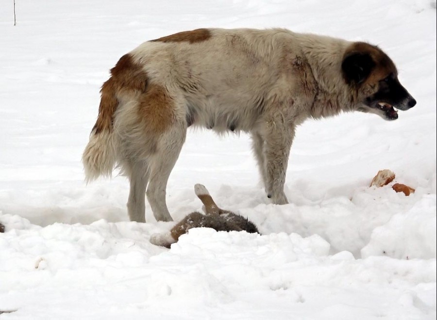 Köpek, donarak ölen yavrusunun başından ayrılmadı Yaşam Haberleri