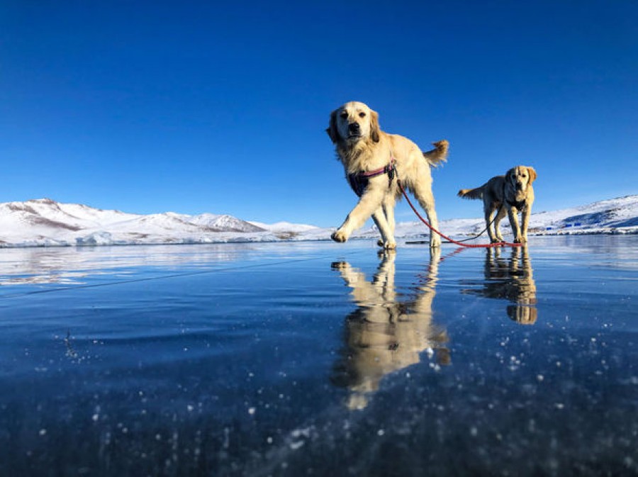 köpekler balık yermi