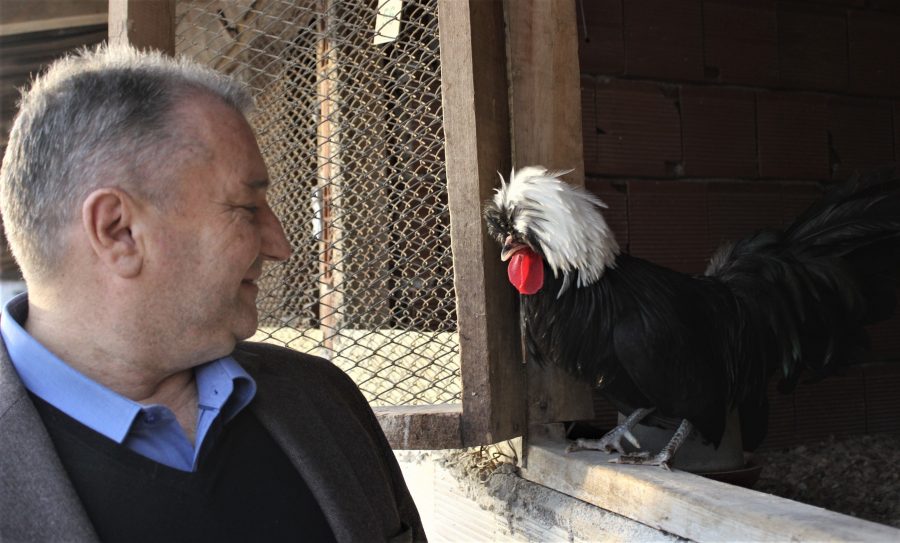 Bursa Yarka Tavuk Satisi