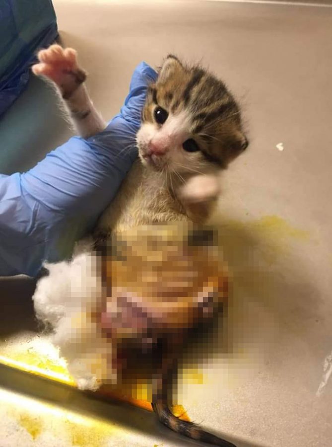 Bursa�da arka bacakları kesilmiş yavru kedi yaşam savaşı veriyor