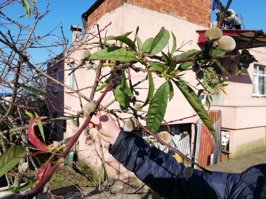Mevsimler meyveleri, meyveler vatandaÅı ÅaÅırttı ile ilgili görsel sonucu