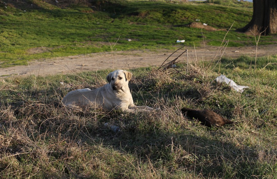 Edirne'de 8 yavru köpek yakılarak öldürüldü - Bursada Bugün - Bursa bursa  haber bursa haberi bursa haberleri Bursa