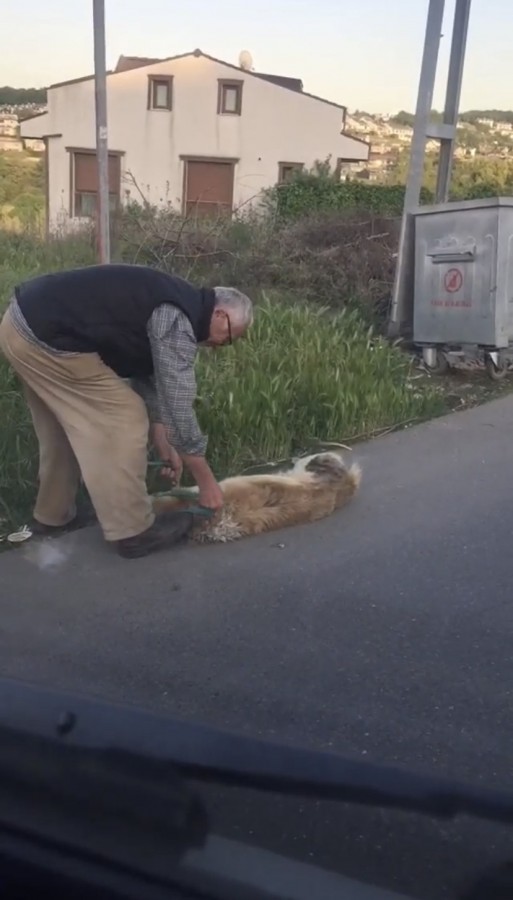 Bağladığı köpeği sürükleyerek çöpe atan adam yakalandı! Güncel