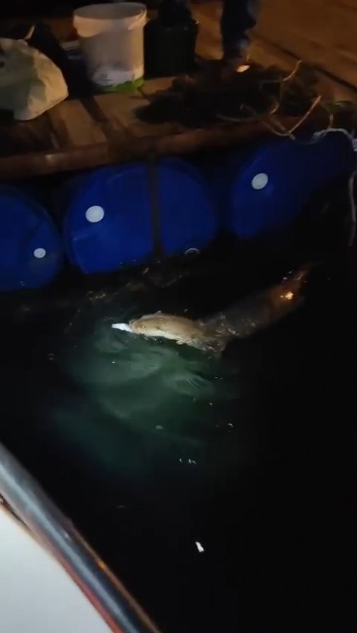 Bursa'da anne ayı ve yavruları vatandaşlar tarafından besleniyor