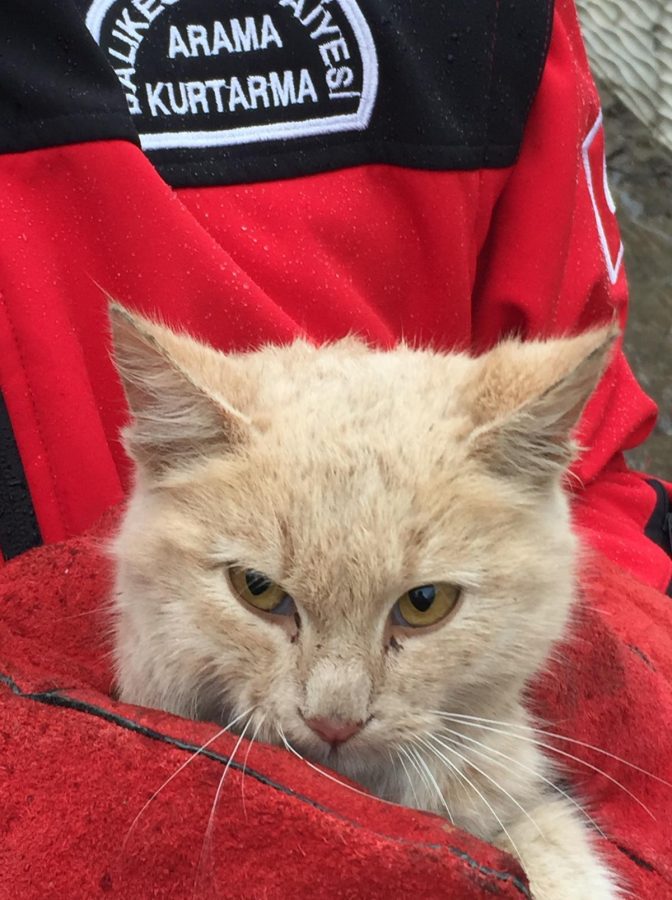 Kanala düşen yavru kedi kurtarıldı Güncel Haberler