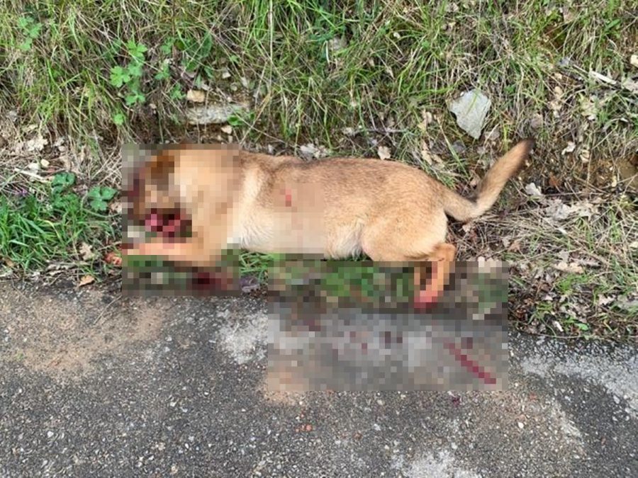 en saldırgan köpekler
