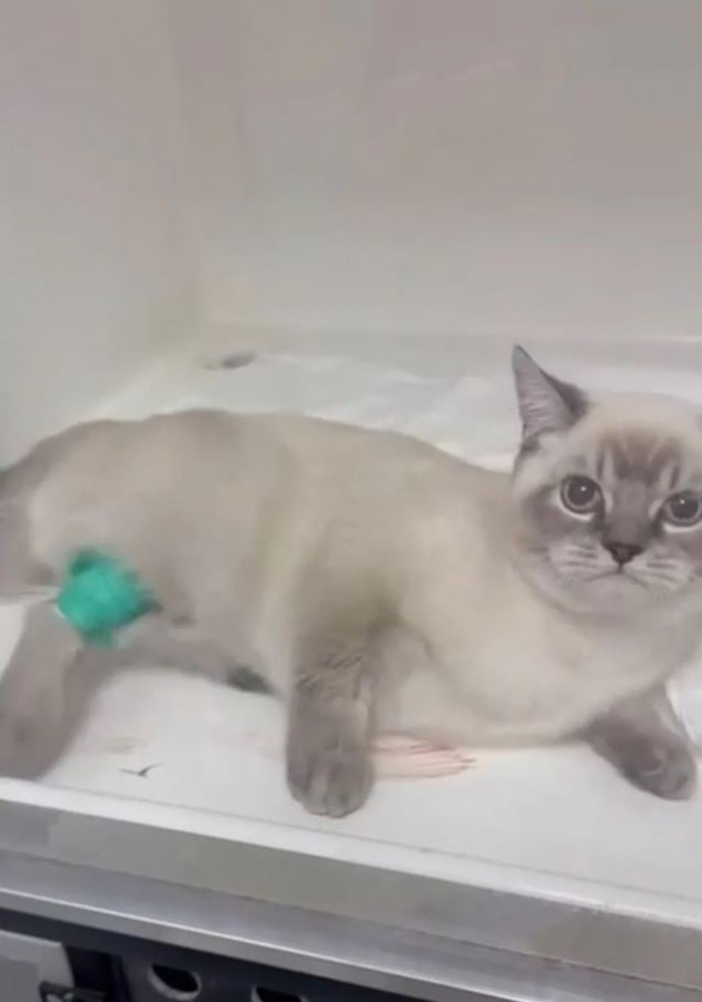 Kedisi ölen fenomen veterinere saldırdı!