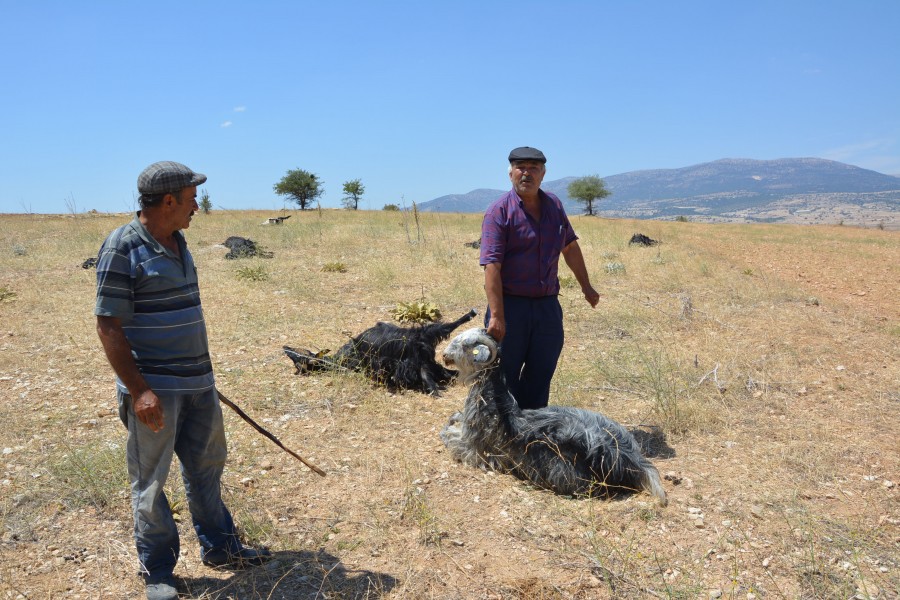 Antalya Da Tarla Etrafina Dokulen Gubreyi Yiyen 25 Hayvan Oldu Bursada Bugun Bursa Bursa Haber Bursa Haberi Bursa Haberleri Bursa