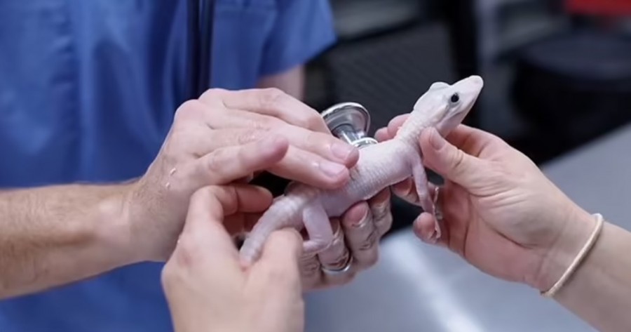 D�nyan�n En Nadir G�r�len Timsah� ile Tan���n