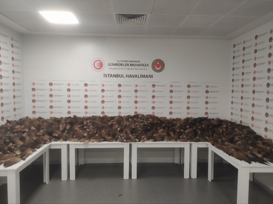 İstanbul Havalimanı'nda binlerce tilki kuyruğu ele geçirildi