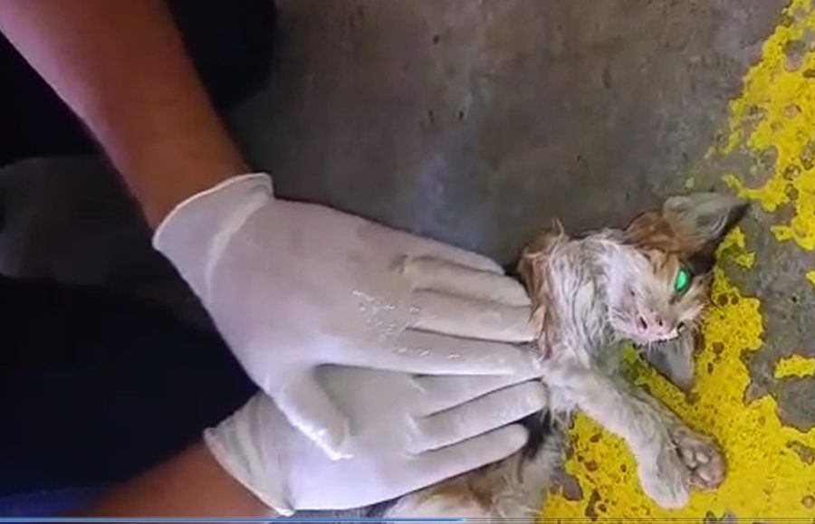 Kalp masajı yapılan kedi kurtarılamadı Güncel Haberler