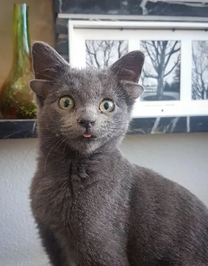 Yavru kedi Midas 4 kulaklı doğdu Yaşam Haberleri