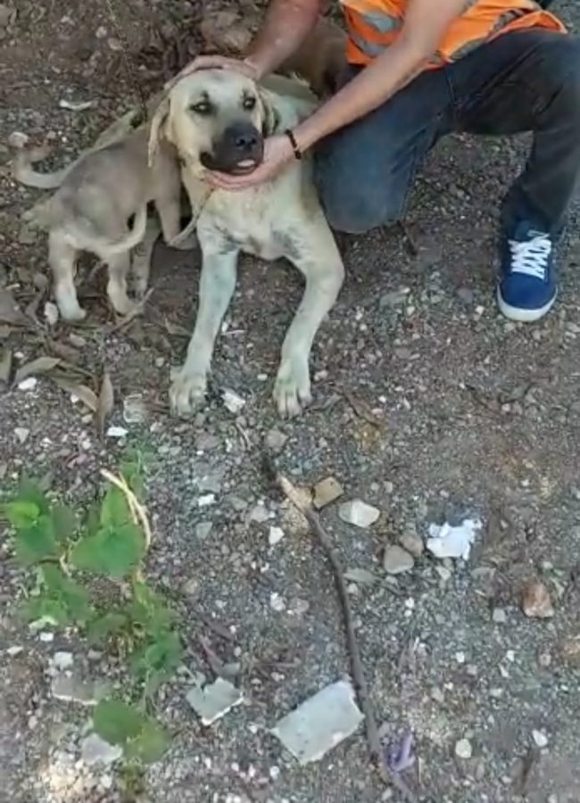 Hortumla bağladığı köpeğe tecavüz etmişti! Flaş gelişme&hellip; Güncel