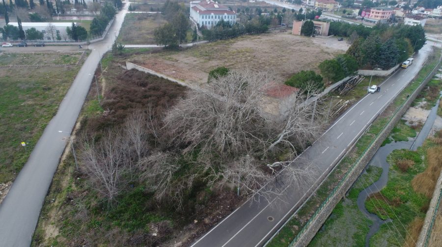 Bursa Da Askerlerin Sembol Agaci Curumeye Basladi Yenidonem Gazetesi