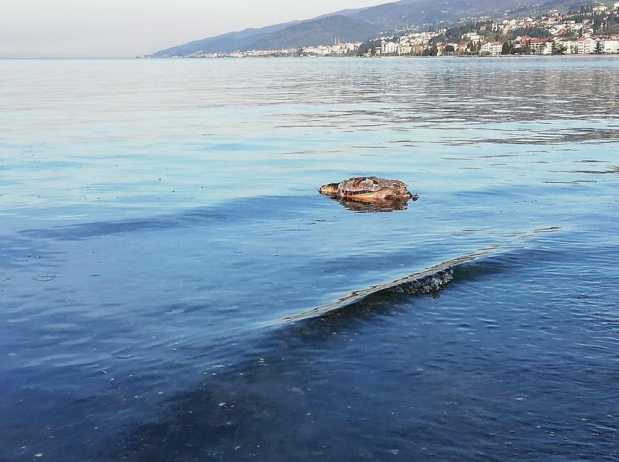 Yalova�da sahile vuran caretta caretta kurtarılamadı Güncel Haberler