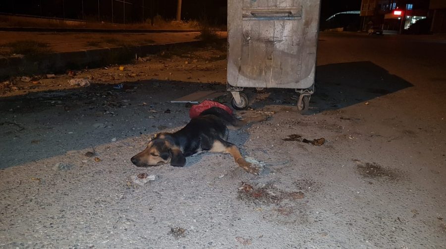 Köpek katliamı durmak bilmiyor Güncel Haberler