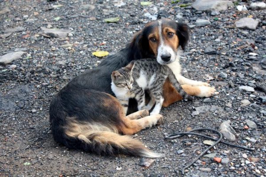 köpek yaşam alanı