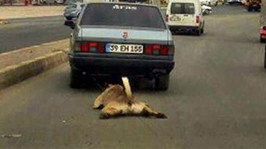 Çorlu'da otomobile bağlanan köpek metrelerce sürüklendi ile ilgili görsel sonucu