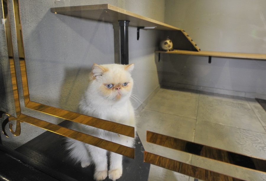 Bursa�da 5 yıldızlı kedi ve köpek oteli, yılbaşı öncesi doldu Bursa