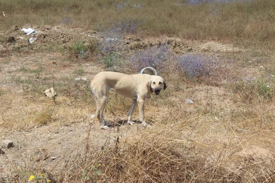 Sokak köpekleri yaşlı adama saldırdı Güncel Haberler