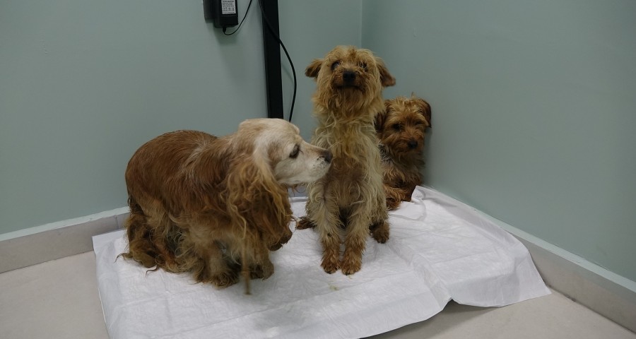 Bursa'da sokağa atılan 3 cins köpek, bitkin halde bulundu