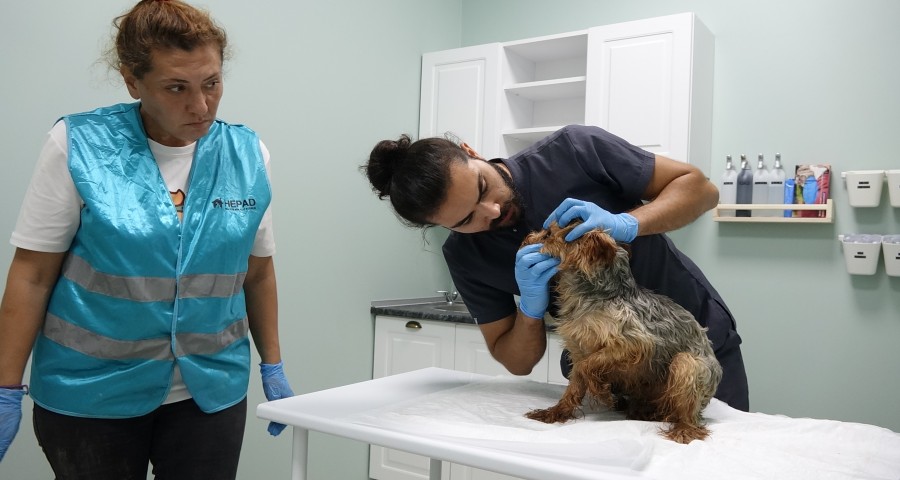 Bursa'da sokağa atılan 3 cins köpek, bitkin halde bulundu