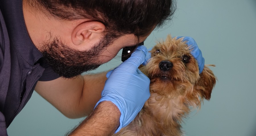 Bursa'da sokağa atılan 3 cins köpek, bitkin halde bulundu