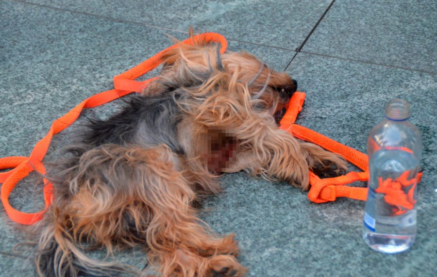 Sokak köpeği süs köpeğini parçaladı Güncel Haberler
