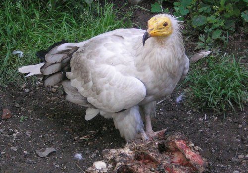 Türkiye'de yok olma tehlikesi yaşayan hayvanlar