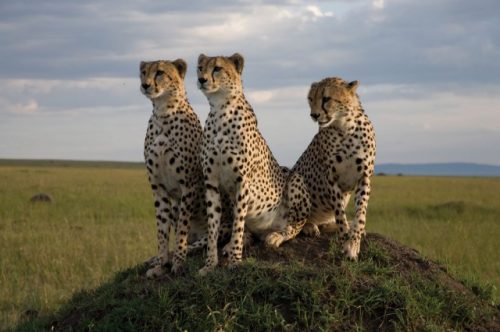 African Cats