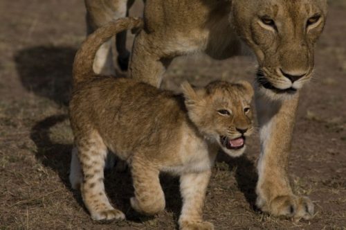 African Cats