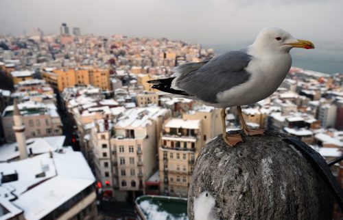 Dünyadaki en güzel kış fotoğrafları
