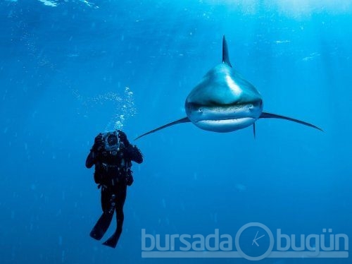 Su altındaki büyüleyici dünya