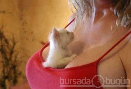 Kediler dekolte sınırlarını aştı