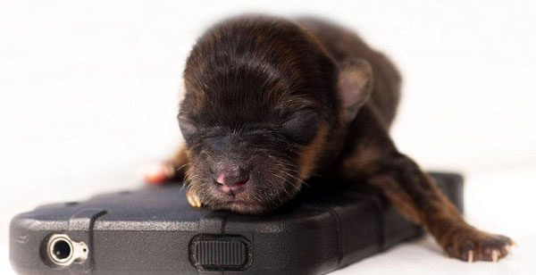 İşte en küçük köpek