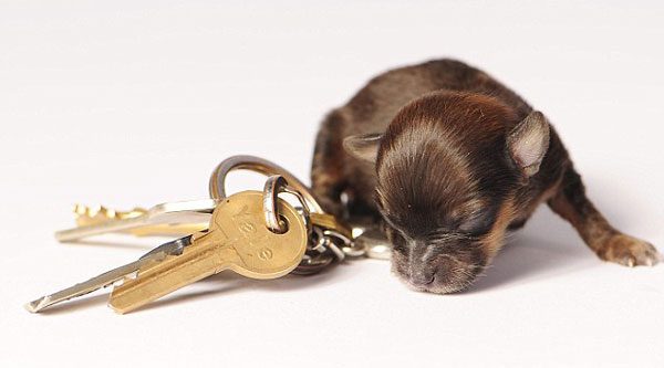 İşte en küçük köpek