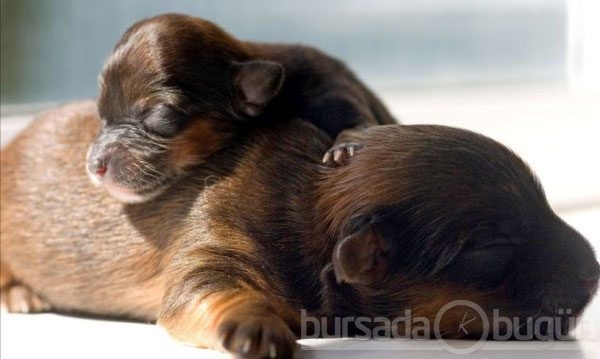 İşte en küçük köpek