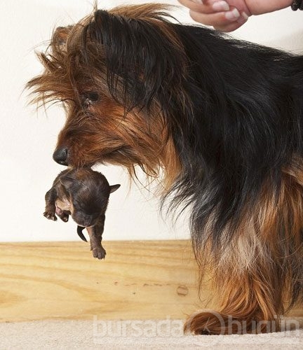 İşte en küçük köpek