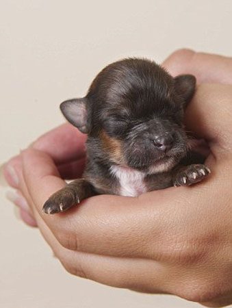 İşte en küçük köpek